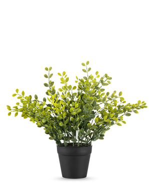 Die künstliche Teeblattpflanze 25 cm ist eine kleine grüne Blattpflanze mit gelben Blättern in einem einfachen schwarzen Topf auf einem schlichten weißen Hintergrund.