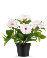 Die künstliche Blumenpflanze Petunie 25 cm rosa steht in einem schwarzen Topf mit mehreren hellrosa, fünfblättrigen Blüten mit dunkelrosa Herz und gelben Staubgefäßen vor einem schlichten weißen Hintergrund.