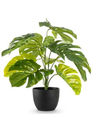 Die künstliche Monstera 55 cm im schwarzen Dekotopf hat große, glänzende, gespaltene grüne Blätter in einem schwarzen Dekotopf vor einem schlichten weißen Hintergrund.