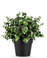 Die Kunstpflanze Eukalyptus weiß im UV-Topf 22 cm hat dichte grüne Blätter und kleine weiße Knospen in einem schlichten schwarzen Topf, perfekt, um jeden Raum aufzuhellen.
