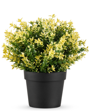 Die Kunstpflanze Buxus gelb UV 22 cm UV ist eine kleine Topfpflanze mit dichten grünen und gelben Blättern in einem einfachen schwarzen Topf vor einem schlichten weißen Hintergrund.