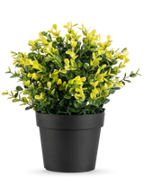 Die Kunstpflanze Buxus gelb im Topf UV 19 cm hat kleine grüne und gelbe Blätter in einem einfachen schwarzen Topf vor einem schlichten weißen Hintergrund.