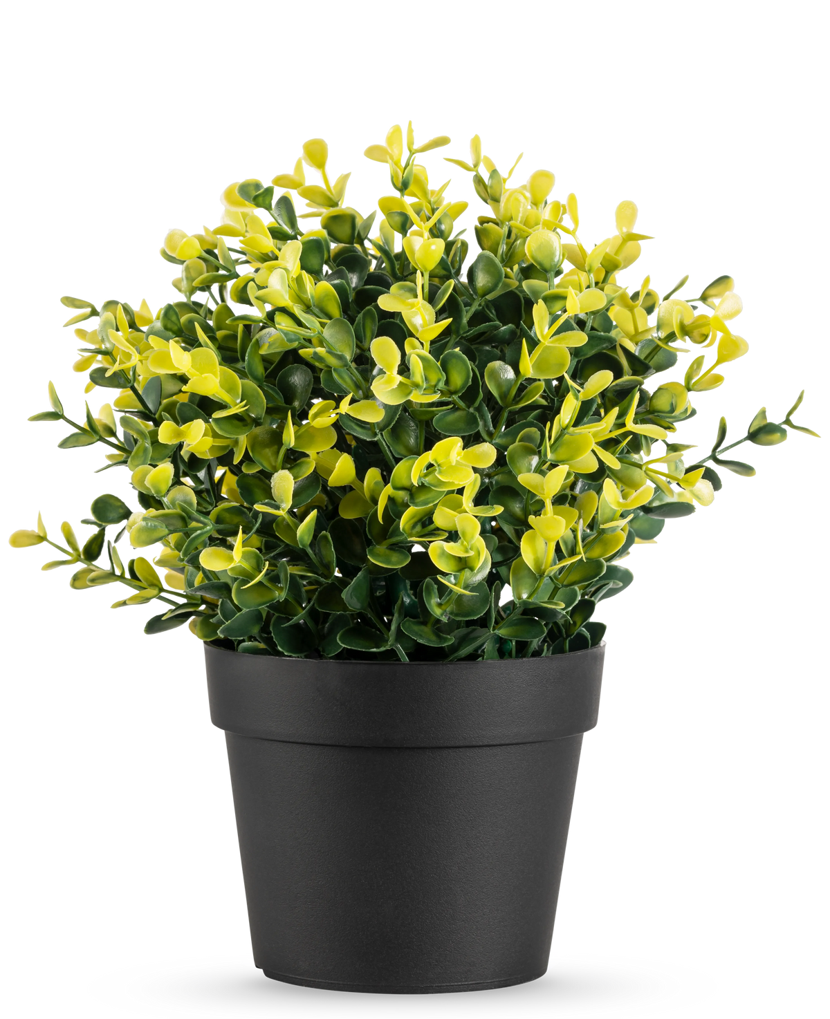 Die Kunstpflanze Buxus gelb im Topf UV 19 cm hat kleine grüne und gelbe Blätter in einem einfachen schwarzen Topf vor einem schlichten weißen Hintergrund.