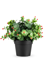 Die Kunstpflanze Eukalyptus rot im UV-Topf 22 cm hat grüne Blätter und kleine rote Knospen in einem schlichten schwarzen Topf vor einem schlichten weißen Hintergrund.