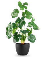 Die künstliche Monstera 51 cm im schwarzen Dekotopf hat große, glänzend grüne Blätter mit auffälligen Rissen, in einem schlichten schwarzen Topf vor einem schlichten weißen Hintergrund.