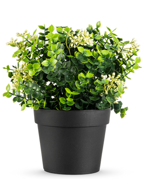 Die Kunstpflanze Eukalyptus-Mix UV 22 cm hat hellgrüne Blätter und kleine weiße Blüten in einem schlichten schwarzen Topf vor einem weißen Hintergrund.
