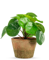 Die Kunstpflanze Pilea im Topf Mini UV 15 cm hat runde, glänzend grüne Blätter in einem verwitterten braunen Terrakottatopf vor einem schlichten weißen Hintergrund.
