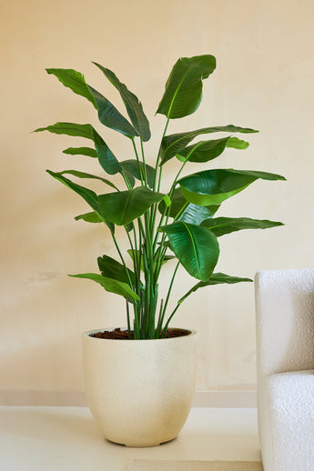 Die Kunstpflanze Strelitzia Real Touch Deluxe 180 cm mit ihren breiten, glänzenden Blättern steht auf dem Boden neben einem weiß strukturierten Sofa und einer beigen Wand und bringt einen Hauch von tropischem Stil in den Raum.