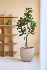 Der künstliche Yulania-Baum 180 cm mit großen grünen Blättern steht auf einem hellen Boden neben einem Holzregal mit einer grünen Vase und einem weißen Gegenstand an einer beigen Wand in einem modernen, minimalistischen Raum.