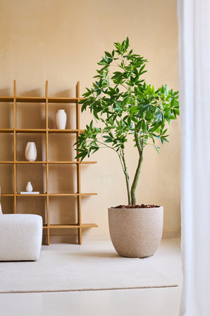 Die Kunstpflanze Pachira 180 cm mit leuchtend grünen Blättern steht auf einem hellen Teppich in einem minimalistischen Wohnzimmer, neben einem Holzregal mit weißen Vasen und einem weißen Struktursessel.