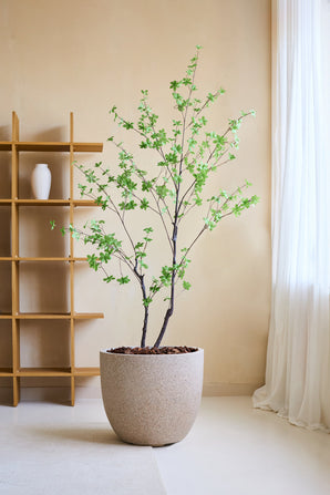 Die Kunstpflanze Enkianthus 180 cm, ein naturgetreuer Kunstbaum mit grünen Blättern in einem großen beigen Pflanzgefäß voller brauner Steine, steht in einem minimalistischen Raum mit Holzregal, weißer Vase, cremefarbenen Wänden und transparenten weißen Vorhängen.