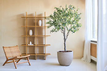 Ein minimalistischer Wohnraum ist mit einem Holzstuhl, dem künstlichen Olivenbaum 200 cm als lebensechte Topfpflanze und einem Holzregal mit drei weißen Vasen ausgestattet. Sonnenlicht strömt durch weiße Vorhänge vor einem großen Fenster.