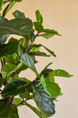 Nahaufnahme der künstlichen Ficus-Tabakpflanze Deluxe 180 cm mit ihren üppigen, glänzend grünen Blättern und schlanken braunen Stielen vor einem schlichten beigen Hintergrund.