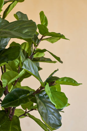 Nahaufnahme der künstlichen Ficus-Tabakpflanze Deluxe 180 cm mit ihren üppigen, glänzend grünen Blättern und schlanken braunen Stielen vor einem schlichten beigen Hintergrund.