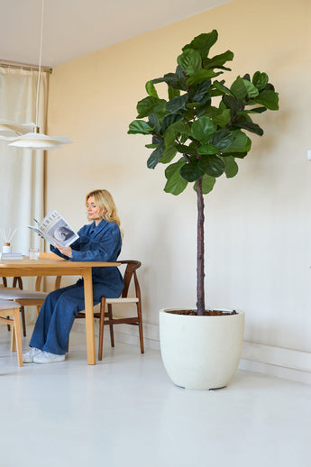 Eine Frau in Blau liest eine Zeitschrift an einem Holztisch in einem hellen Raum, mit der Kunstpflanze Ficus Tabakpflanze Deluxe 215 cm als stilvolle Inneneinrichtung mit großen grünen Blättern im Vordergrund.