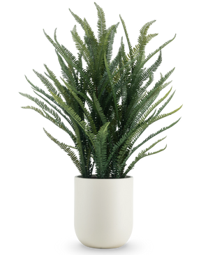 De Kunstplant Bostonvaren 127 cm heeft lange, smalle groene bladeren die omhoog en naar buiten groeien. Ze staat in een gladde witte pot tegen een effen witte achtergrond.