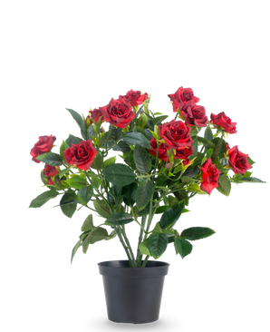 Eine künstliche Terrassenrose 35 cm in Rot/Schwarz zeigt leuchtend rote Kunstrosen mit sattgrünen Blättern in einem schwarzen Topf vor einem schlichten weißen Hintergrund.