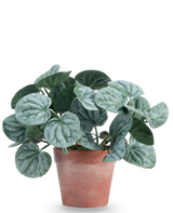 Die Kunstpflanze Rugose leaf 16 cm grün ist eine Kunstpflanze mit runden, grünen Blättern und hellsilbrigen Adern, präsentiert in einem rotbraunen Tontopf vor einem schlichten weißen Hintergrund.