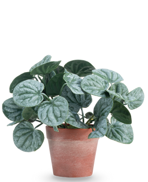 Die Kunstpflanze Rugose leaf 16 cm grün ist eine Kunstpflanze mit runden, grünen Blättern und hellsilbrigen Adern, präsentiert in einem rotbraunen Tontopf vor einem schlichten weißen Hintergrund.