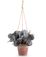 Das künstliche Rugose-Blatt (18 cm) ist eine künstliche Pflanze mit runden, grünen Blättern in einem rustikalen grauen Hängetopf, aufgehängt an einem hellbraunen Seilaufhänger, vor einem schlichten weißen Hintergrund.