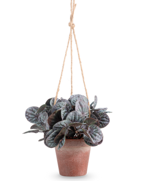 Das künstliche Rugose-Blatt (18 cm) ist eine künstliche Pflanze mit runden, grünen Blättern in einem rustikalen grauen Hängetopf, aufgehängt an einem hellbraunen Seilaufhänger, vor einem schlichten weißen Hintergrund.