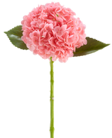 Die künstliche Blume Charlotte Hydrangea Real Touch dunkelrosa ist eine künstliche Hortensienblüte von 55 cm Länge mit einer runden Gruppe dunkelrosa Blütenblätter und grünen Blättern auf einem langen Stiel, isoliert auf weißem Hintergrund.