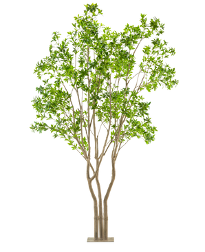Die Kunstpflanze Pieris Japonica 290 cm ist ein hoher Kunstbaum mit mehreren hellbraunen Stämmen und üppig grünen Blättern in einem rechteckigen Topf vor einem weißen Hintergrund.