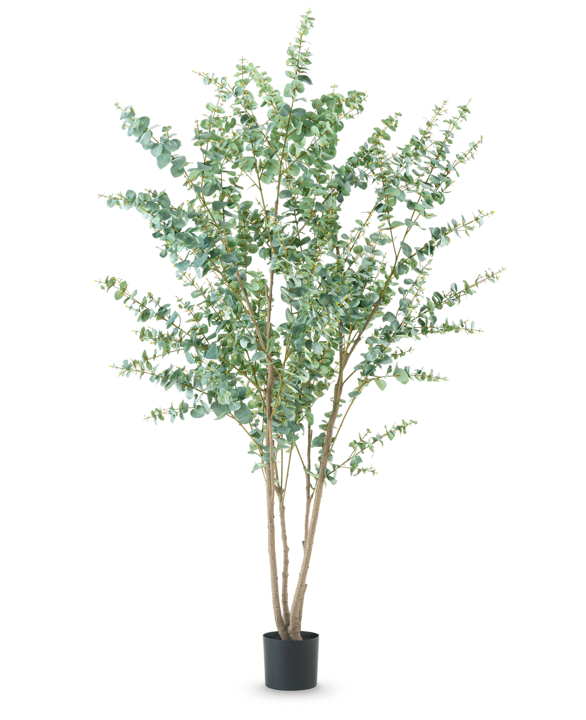 Die Kunstpflanze Eukalyptus 240 cm ist eine hohe Kunstpflanze mit mehreren dünnen Holzstielen und runden grünen Blättern, die in einem einfachen schwarzen Topf vor einem schlichten weißen Hintergrund präsentiert wird.