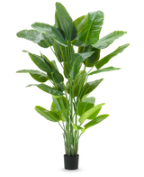 Die Kunstpflanze Strelitzia Real Touch Deluxe 210 cm hat ein hohes, leuchtend grünes Laub mit großen, glänzenden Blättern in einem schlichten schwarzen Topf vor einem schlichten weißen Hintergrund.