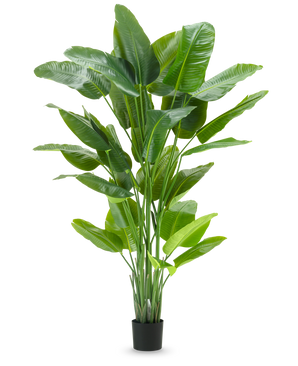 Die Kunstpflanze Strelitzia Real Touch Deluxe 210 cm hat ein hohes, leuchtend grünes Laub mit großen, glänzenden Blättern in einem schlichten schwarzen Topf vor einem schlichten weißen Hintergrund.