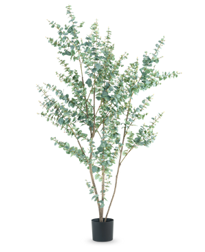 Die Kunstpflanze Eukalyptus 210 cm ist ein hoher künstlicher Eukalyptus in einem schlichten schwarzen Topf mit mehreren schlanken Zweigen und runden, silbergrünen Blättern auf weißem Hintergrund.