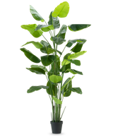 Die Kunstpflanze Strelitzia Real Touch Deluxe 300 cm ist eine hohe Kunstpflanze mit langen, breiten grünen Blättern in einem schwarzen Topf, dargestellt vor einem schlichten weißen Hintergrund.