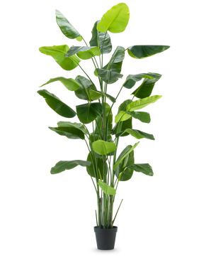 Die Kunstpflanze Strelitzia Real Touch Deluxe 300 cm ist eine hohe Kunstpflanze mit langen, breiten grünen Blättern in einem schwarzen Topf, dargestellt vor einem schlichten weißen Hintergrund.