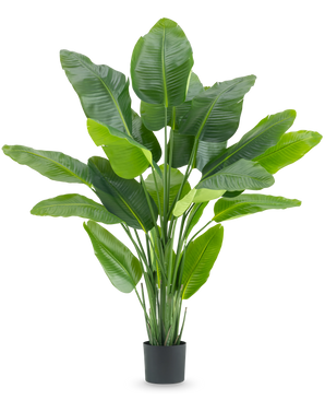 Die Kunstpflanze Strelitzia Real Touch Deluxe 180 cm ist eine hohe Kunstpflanze mit großen, glänzend grünen Blättern wie ein tropischer Paradiesvogel, in einem schlichten schwarzen Topf vor weißem Hintergrund.