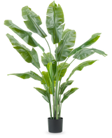 Die Kunstpflanze Strelitzia Nicolai Deluxe 180 cm mit langen, breiten grünen Blättern in einem schlichten schwarzen Topf sticht vor einem schlichten weißen Hintergrund hervor – eine auffällige Zimmerpflanze und stilvolles Dekorationsstück für jedes Interieur.