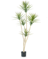 Die Kunstpflanze Dracaena Fragnans 180 cm ist eine hohe Kunstpflanze mit mehreren langen, schlanken Stielen und Büscheln stacheliger grüner Blätter vor einem schlichten weißen Hintergrund.