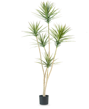 Die Kunstpflanze Dracaena Fragnans 180 cm ist eine hohe Kunstpflanze mit mehreren langen, schlanken Stielen und Büscheln stacheliger grüner Blätter vor einem schlichten weißen Hintergrund.