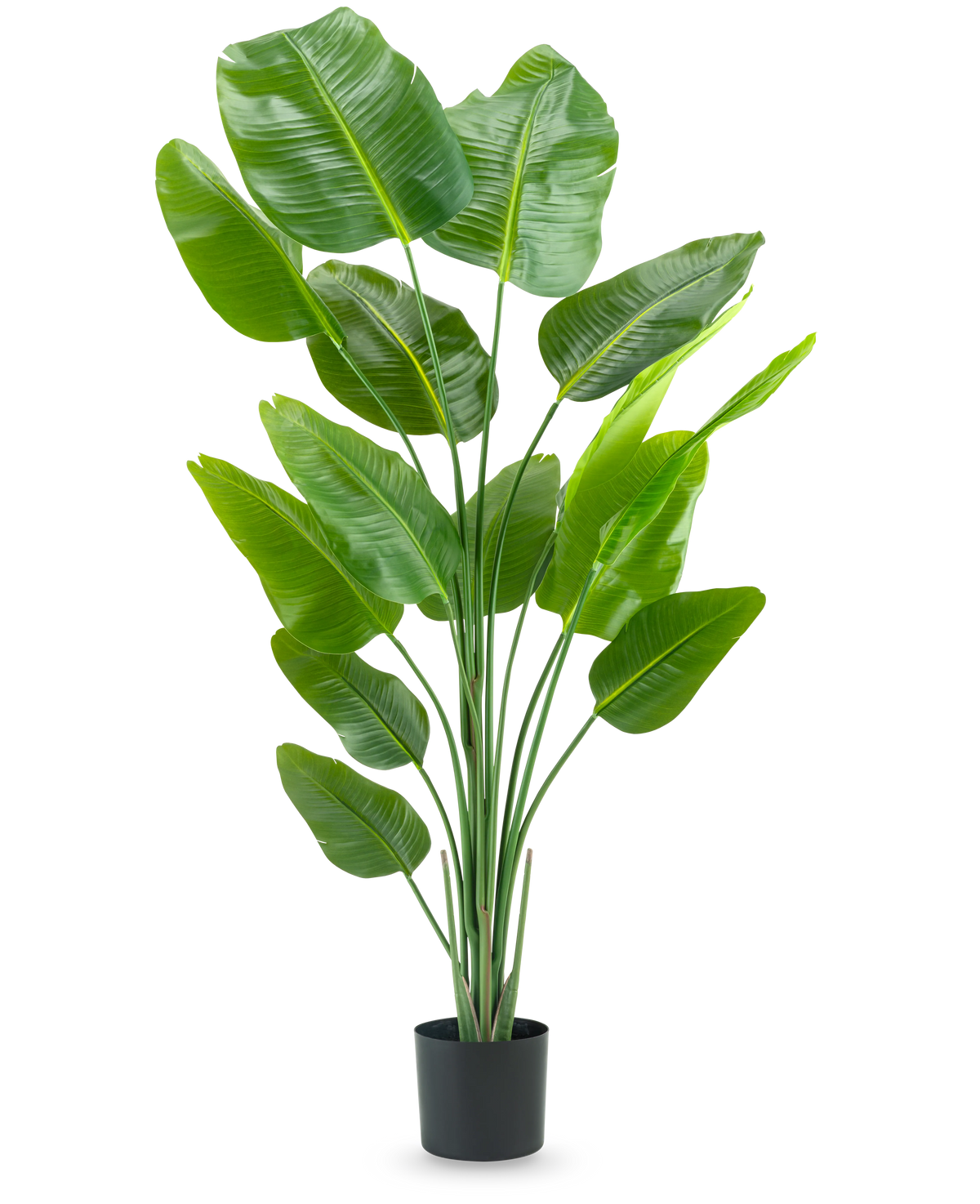 Die Kunstpflanze Strelitzia 180 cm Real Touch ist eine hohe, grüne Kunstpflanze mit langen Stielen und großen, glänzenden Blättern, die vor einem schlichten weißen Hintergrund an einen Paradiesvogel erinnern.