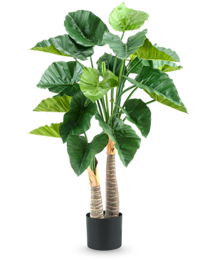 Die Kunstpflanze Alocasia 120 cm hat große, glänzend grüne Blätter und zwei dicke, strukturierte Stängel in einem schlichten schwarzen Topf vor einem weißen Hintergrund.