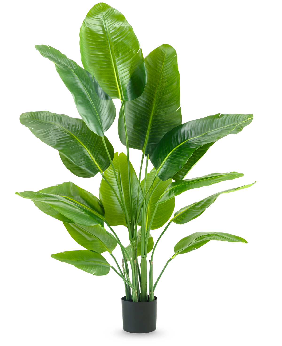 Die Kunstpflanze Strelitzia Real Touch Deluxe 150 cm hat hohe Stiele mit großen, glänzend grünen Blättern, in einem schlichten schwarzen Topf vor einem schlichten weißen Hintergrund.