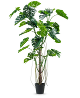 Die Kunstpflanze Monstera 240 cm ist eine hohe Kunstpflanze mit mehreren grünen, gespaltenen Blättern und langen Ranken in einem schwarzen Topf, platziert vor einem schlichten weißen Hintergrund.