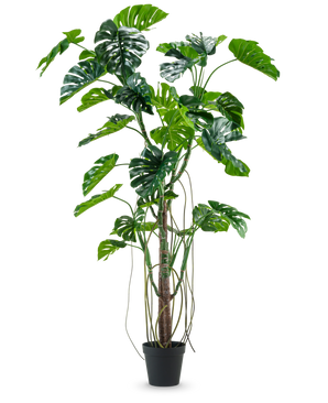 Die Kunstpflanze Monstera 240 cm ist eine hohe Kunstpflanze mit mehreren grünen, gespaltenen Blättern und langen Ranken in einem schwarzen Topf, platziert vor einem schlichten weißen Hintergrund.