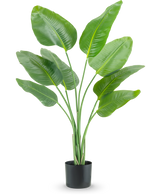 Die Kunstpflanze Strelitzia 120 cm Real Touch hat hohe, grüne, nach oben wachsende längliche Blätter in einem schwarzen Pflanzgefäß vor einem schlichten weißen Hintergrund.