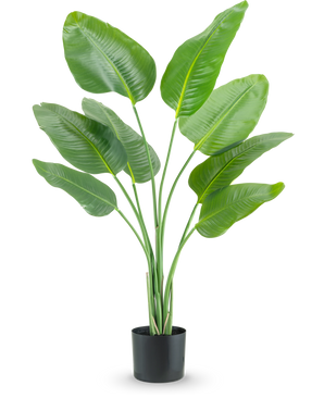 Die Kunstpflanze Strelitzia 120 cm Real Touch hat hohe, grüne, nach oben wachsende längliche Blätter in einem schwarzen Pflanzgefäß vor einem schlichten weißen Hintergrund.