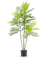 De Kunst Varen plant 120 cm heeft meerdere slanke bruine stengels en weelderige groene varenachtige bladeren, in een kleine zwarte pot tegen een effen witte achtergrond.