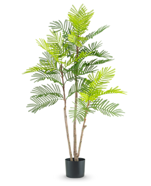 De Kunst Varen plant 120 cm heeft meerdere slanke bruine stengels en weelderige groene varenachtige bladeren, in een kleine zwarte pot tegen een effen witte achtergrond.