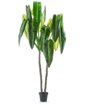 De Kunstplant Anthurium 240 cm is een hoge kunstplant in pot met twee bruine stelen en grote, langwerpige groene bladeren tegen een effen witte achtergrond.