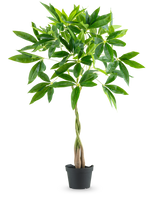 Die Kunstpflanze Pachira 90 cm ist ein eingetopfter Geldbaum mit einem geflochtenen Stamm und Büscheln glänzend grüner Blätter, isoliert auf weißem Hintergrund.