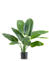 Die Kunstpflanze Strelitzia Real Touch Deluxe 90 cm ist eine hohe Topfpflanze mit großen, glänzend grünen Blättern, dargestellt vor einem schlichten weißen Hintergrund.