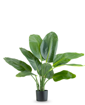 Die Kunstpflanze Strelitzia Real Touch Deluxe 90 cm ist eine hohe Topfpflanze mit großen, glänzend grünen Blättern, dargestellt vor einem schlichten weißen Hintergrund.